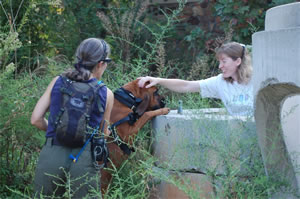 ISRCH Independent Search & Rescue Canine Handlers, Inc.