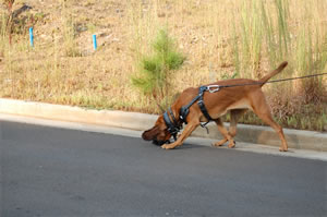 ISRCH Independent Search & Rescue Canine Handlers, Inc.